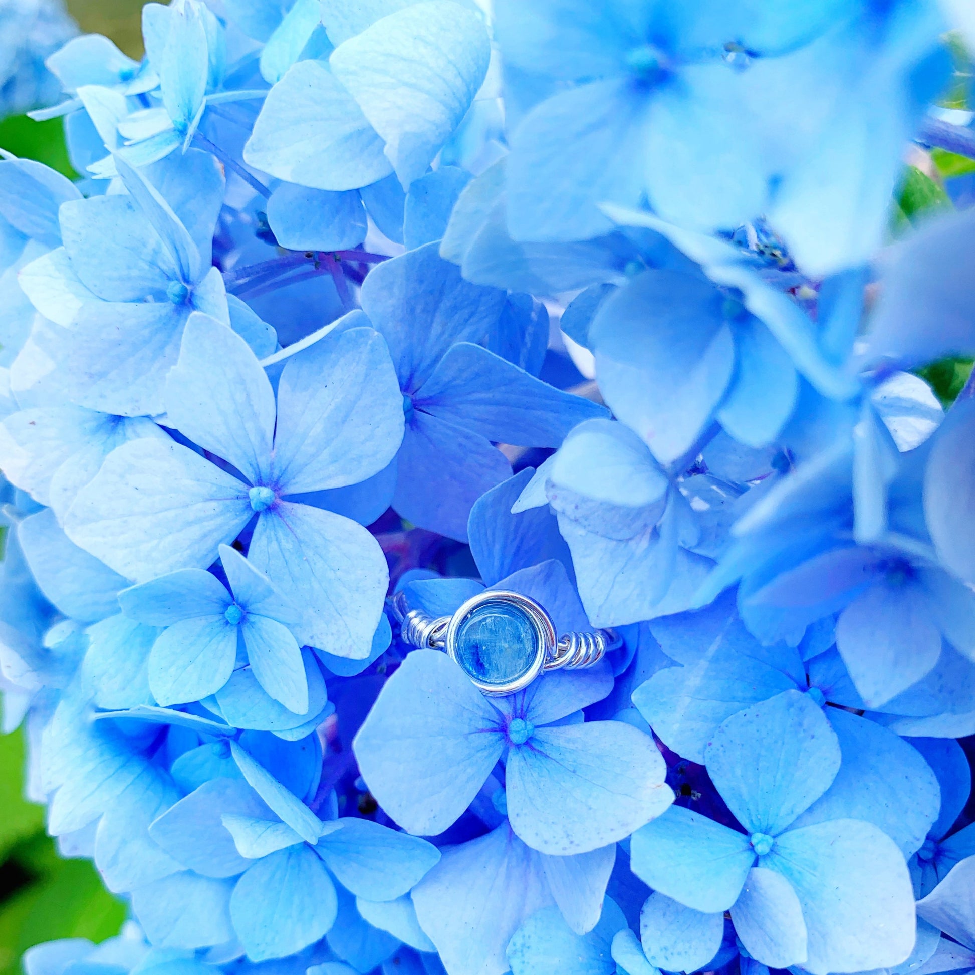 brewster ring by mermaids and madeleines is a blue kyanite coin bead and a wire wrapped style ring made with sterling silver. this ring is photographed in blue hydrangea flowers